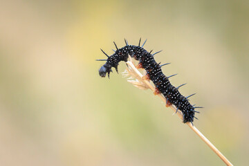 Aglais io, Peacock butterfly caterpillar