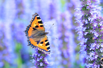 Aglais urticae small tortoiseshell butterfly isolated by nature