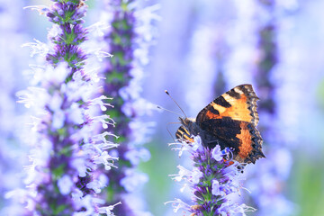 Aglais urticae small tortoiseshell butterfly isolated by nature