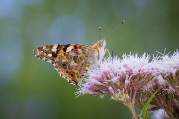 Painted Lady butterfly, Vanessa Cardui, feeding
