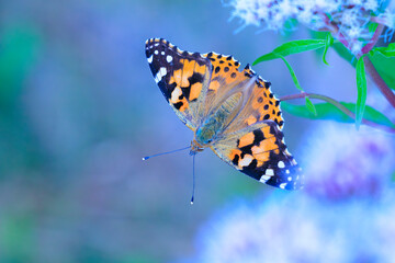 Painted Lady butterfly, Vanessa Cardui, feeding