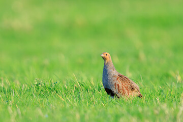 Grey partridge Perdix perdix, foraging