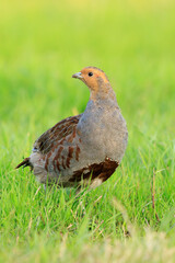 Grey partridge Perdix perdix, foraging