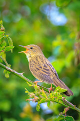 Singing Common Grasshopper warbler bird Locustella naevia in search for a mate during spring season