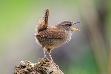 Eurasian Wren bird, Troglodytes troglodytes, display, singing and mating during Springtime