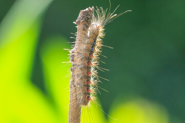 Gypsy moth or spongy moth , Lymantria dispar, caterpillar crawling and climbing.