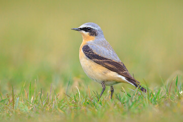 Northern wheatear male bird, Oenanthe oenanthe, foraging in grass