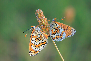 Glanville fritillary, melitaea cinxia, butterfly mating in a meadow