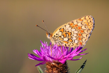 knapweed fritillary, Melitaea phoebe, butterfly resting and pollinating