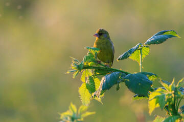 Greenfinch Chloris chloris bird singing
