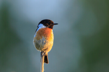 Male Stonechat, Saxicola rubicola, bird singing during sunset