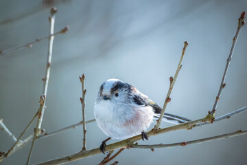 Closeup of a long-tailed tit or long-tailed bushtit, Aegithalos caudatus, bird foraging in a Winter forest