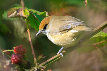 Closeup of a Eurasian blackcap female bird, Sylvia atricapilla, perching on a branch, foraging