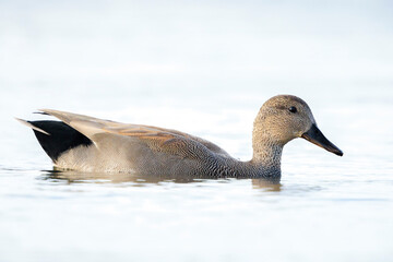 Swimming gadwall, Mareca strepera, male duck, portrait