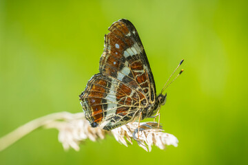 The map butterfly, araschnia levana, close-up portrait