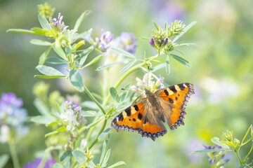 Aglais urticae small tortoiseshell butterfly isolated by nature