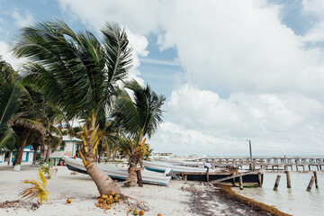 Palm trees along the beach with boats in the water