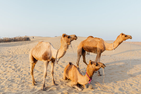 Three camels at sunset in the sand dunes