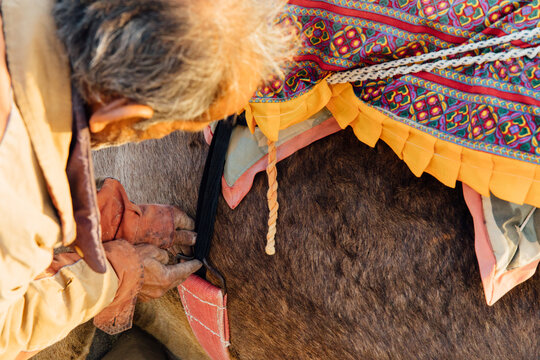 Man tightens strap on a camel saddle at sunrise