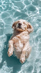 a dog floating in a body of water in the pool
