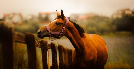 A beautiful bay horse stands behind a wooden fence on a summer's day, against a backdrop of a green field and a cloudy sky. The horse is bareback ©  Valeri Vatel