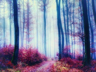 Magical foggy forest