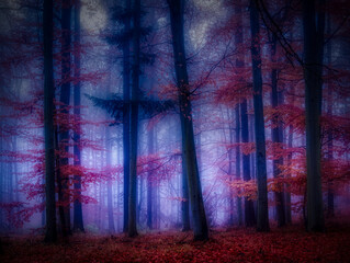 Magical foggy forest