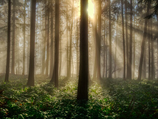 Foggy forest with sun rays