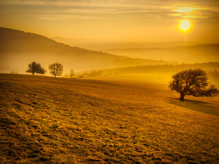 Scenic hilly landscape with solitary trees during sunset