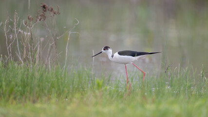 Black-winged stilt wild bird

