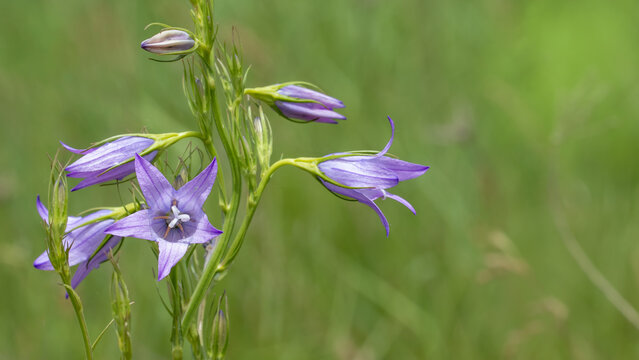 Campanula patula - Spreading bellflower
