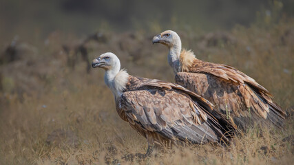 Couple of Griffon vultures