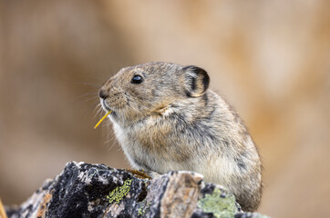Collared Pika in Autumn in Denali National Park Alaska