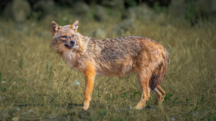 European jackal  - Golden jackal