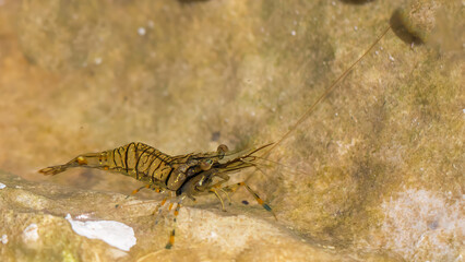 Common prawn - Palaemon serratus