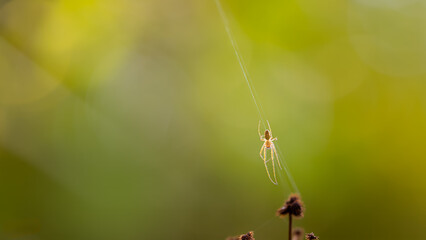 Minimalism - Spider Metellina segmentata