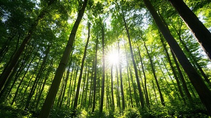 Fototapeta premium Sunlight Through Lush Green Forest Trees
