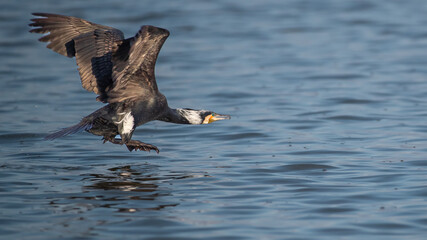 Great Black Cormorant blastoff