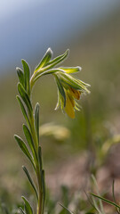Onosma taurica - Golden drop