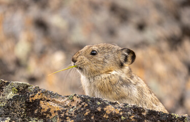 Collared Pika in Autumn in Denali National Park Alaska