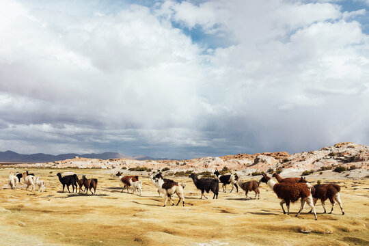 Llamas in a field in Bolivia