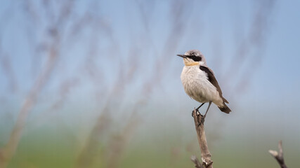 Fototapeta premium Northern wheatear - Oenanthe oenanthe