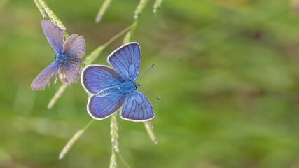 Silver-studded Blue butterflies - Plebejus argus