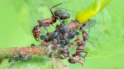 Probably Formica pratensis farming Wayfaring Tree Aphis lantanae on Viburnum lantana