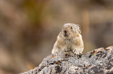 Collared Pika in Autumn in Denali National Park Alaska