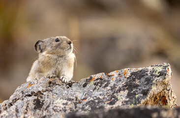 Collared Pika in Autumn in Denali National Park Alaska