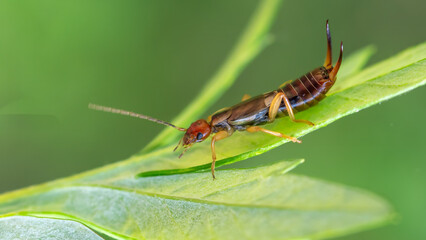 Common earwig - Forticula auricularia
