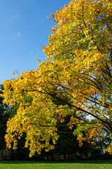 Vibrant Autumn Tree with Yellow Leaves
