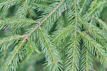 Close-up of spruce tree branch featuring densely packed needles.