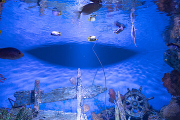 Oceans sea aquarium underwater world with school of fish, shark , coral reef and anemone 